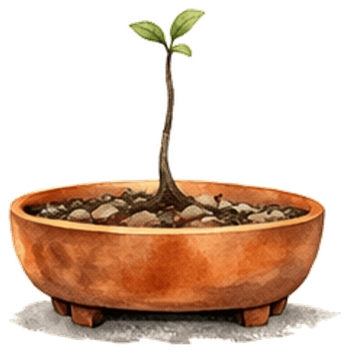 Bonsai, seed